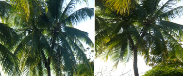 Paraiso Beach Resort Sariaya Quezon